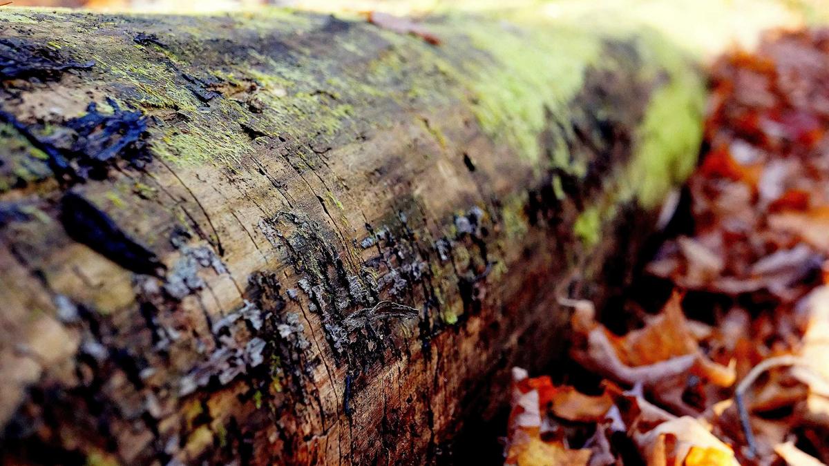 Aktenzeichen XY Neue Hinweise Detailansicht: Aktenzeichen XY Neue Hinweise