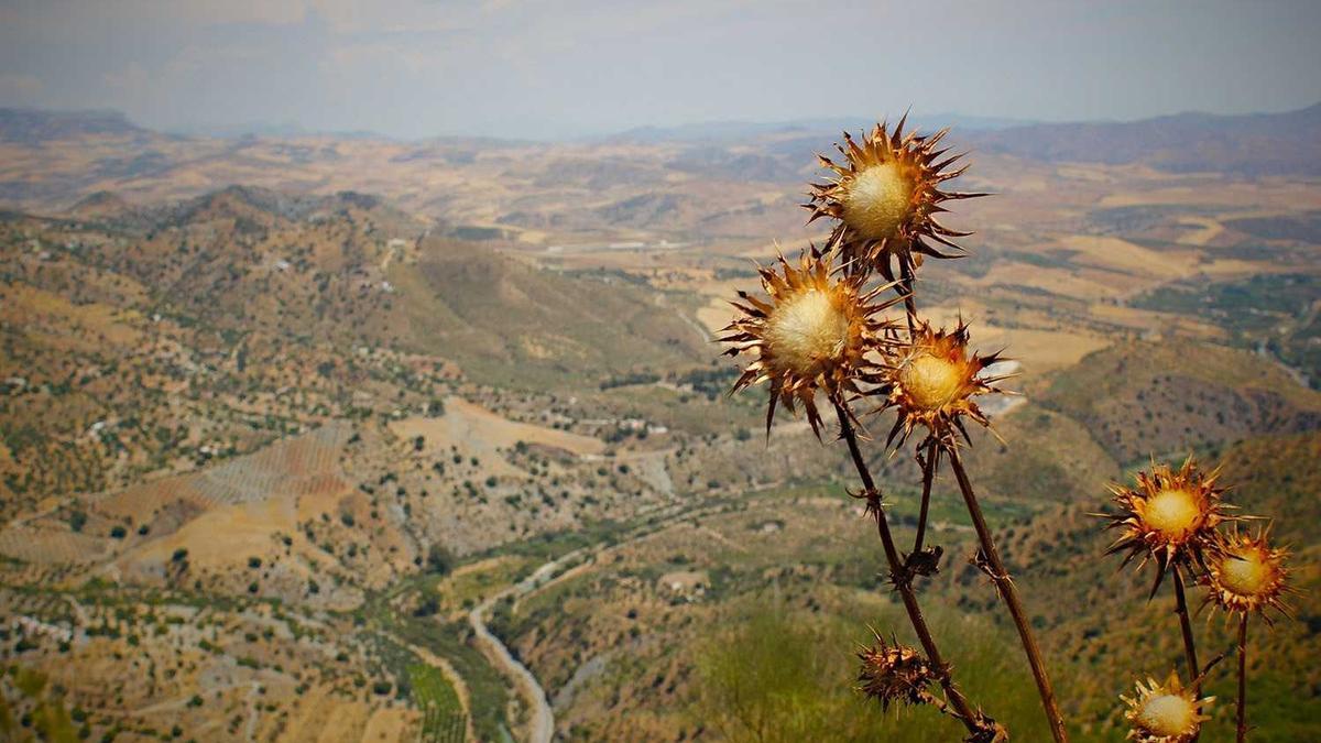 Amex Gold Business Class Symbolbild zum Thema Amex Gold Business Class