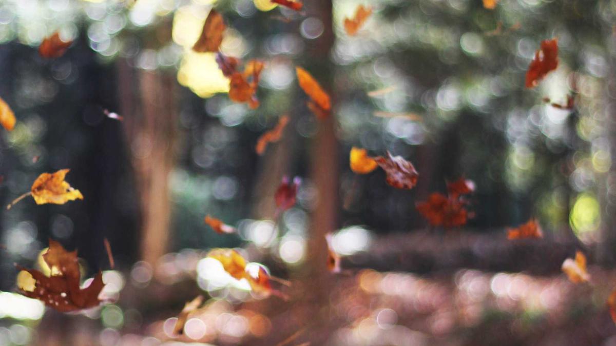 Freiheitlicher Akademikerball Symbolbild zum Thema Freiheitlicher Akademikerball