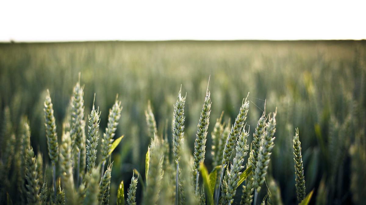 Detailansicht: Fußwärmer Elektrisch