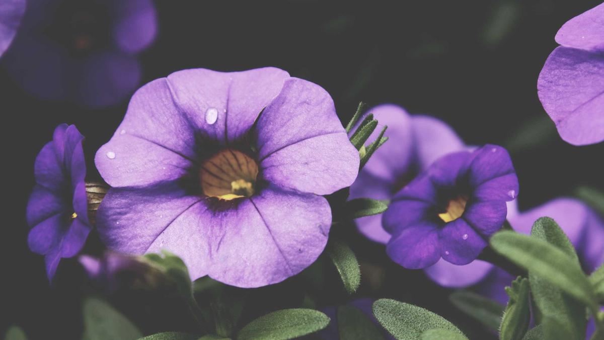 Symbolbild zum Thema Leica Smartphone