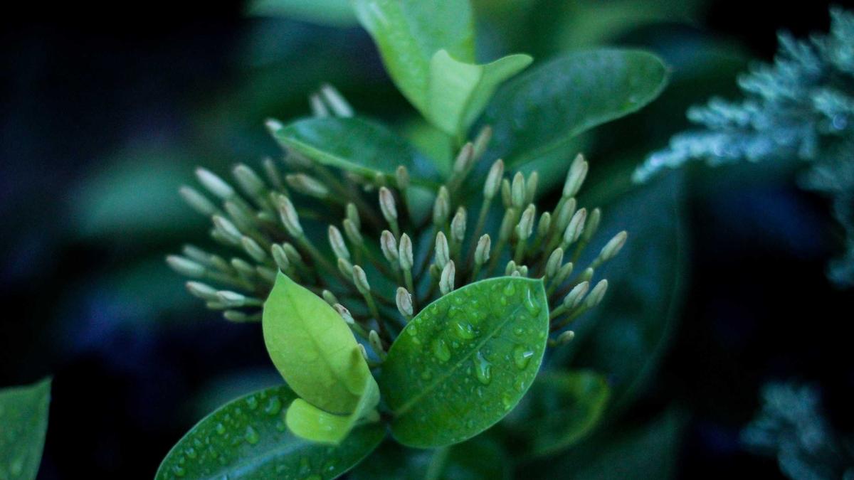 Detailansicht: Mord Ennepetal