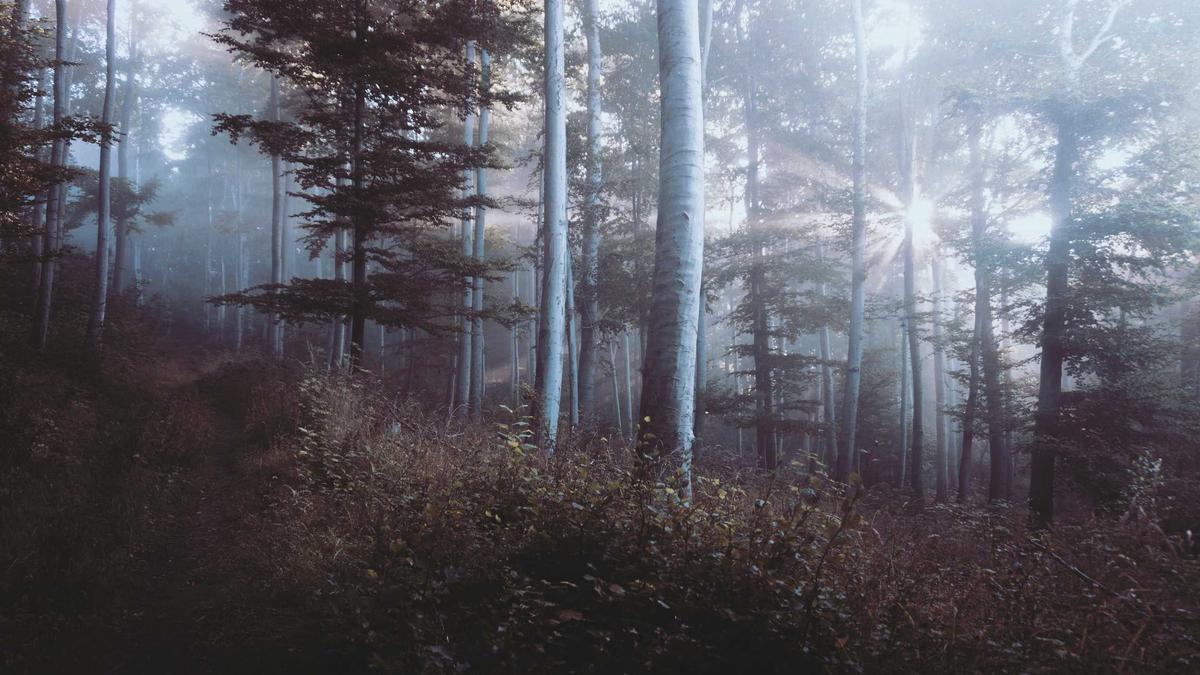 Symbolbild zum Thema Motsi Mabuse