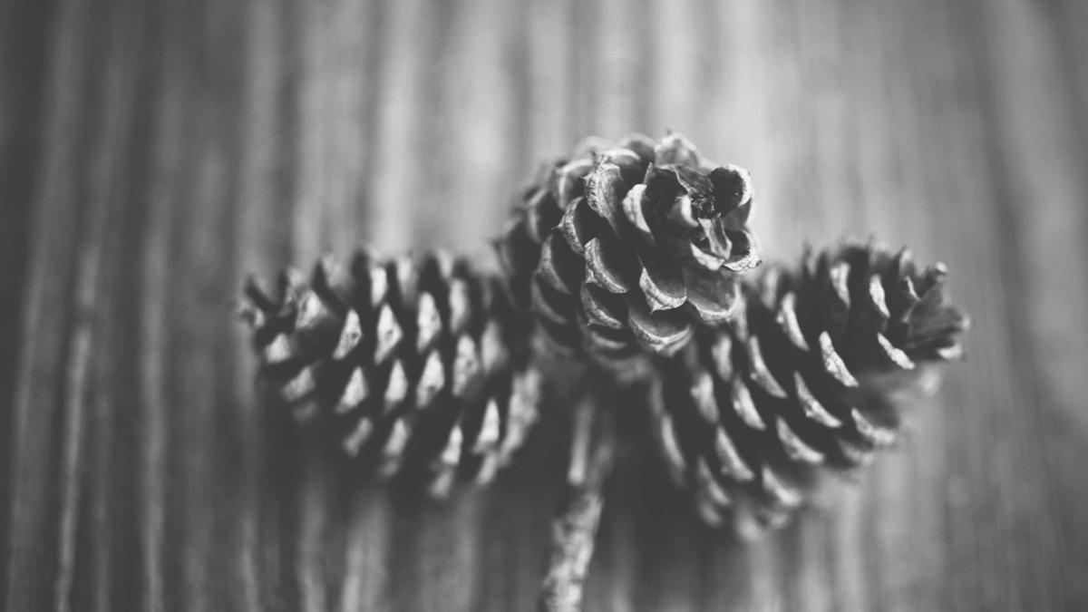 Detailansicht: Openai Peter Steinberger