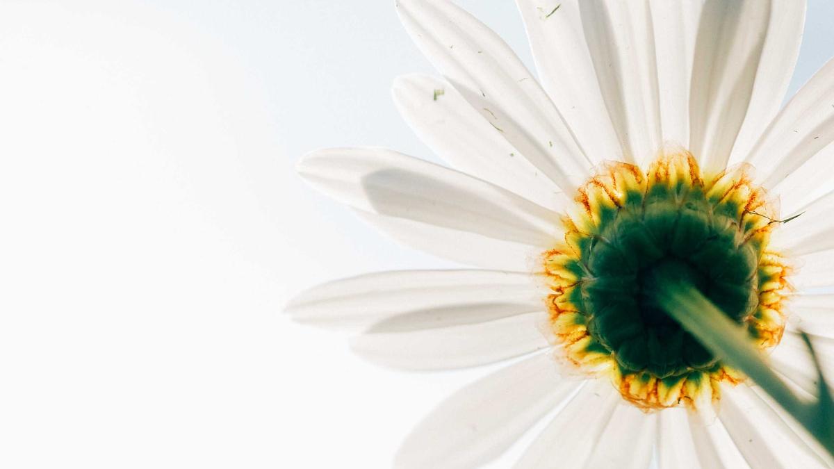 Detailansicht: Betty Taube