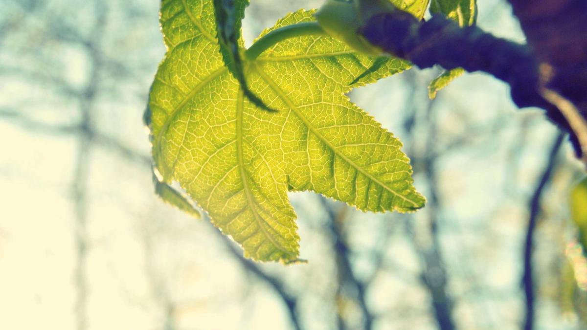 Detailansicht: Brooklyn Beckham Nicola Peltz