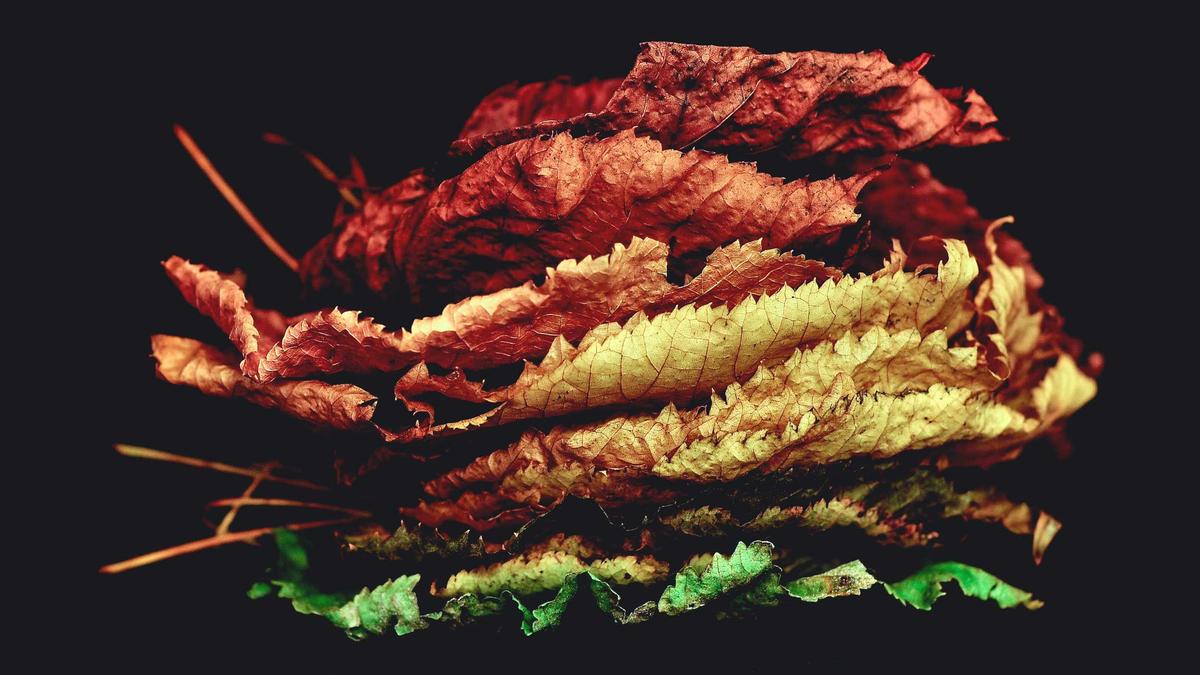 Detailansicht: Bundesheer Zufriedenheit