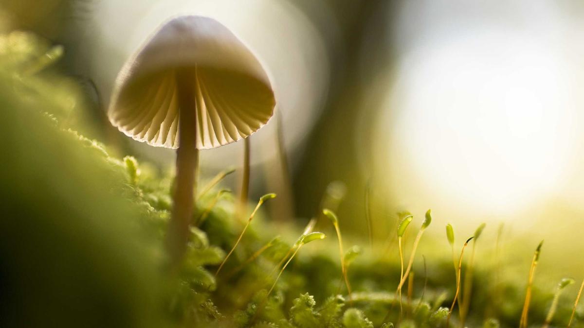 BYD Aktie Illustration zu BYD Aktie