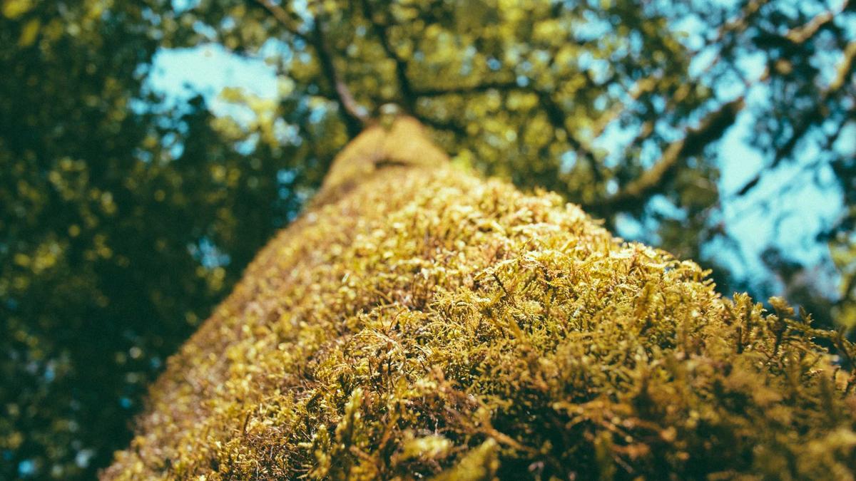 Deutsche Weinernte Detailansicht: Deutsche Weinernte
