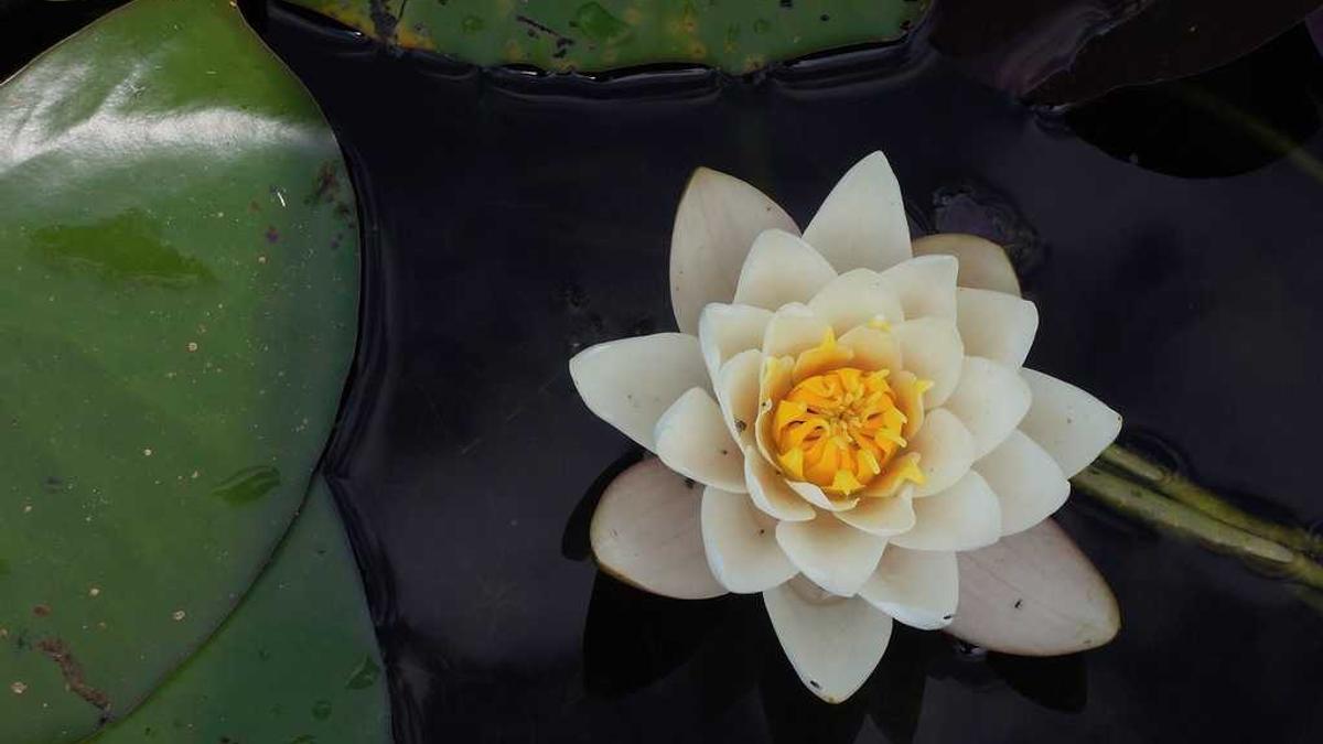 Detailansicht: Disney+