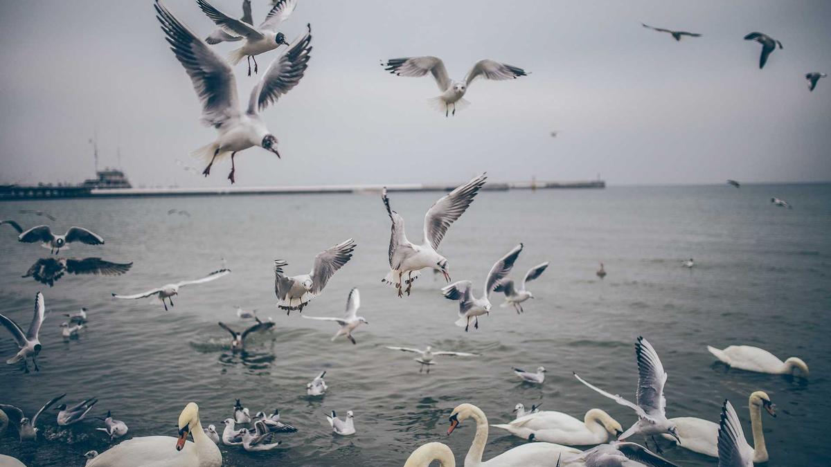 Huthi Detailansicht: Huthi