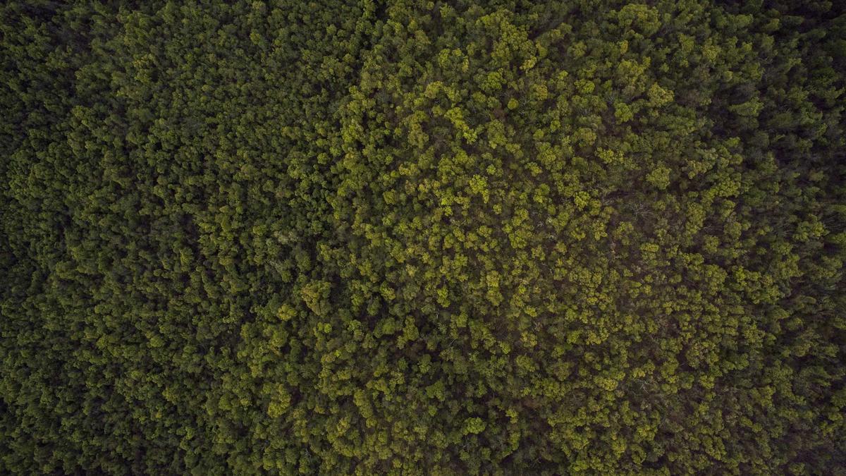 Detailansicht: Magic – Pacers