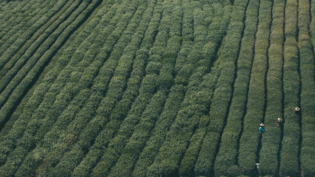 Detailansicht: Mari Eder Zwillinge