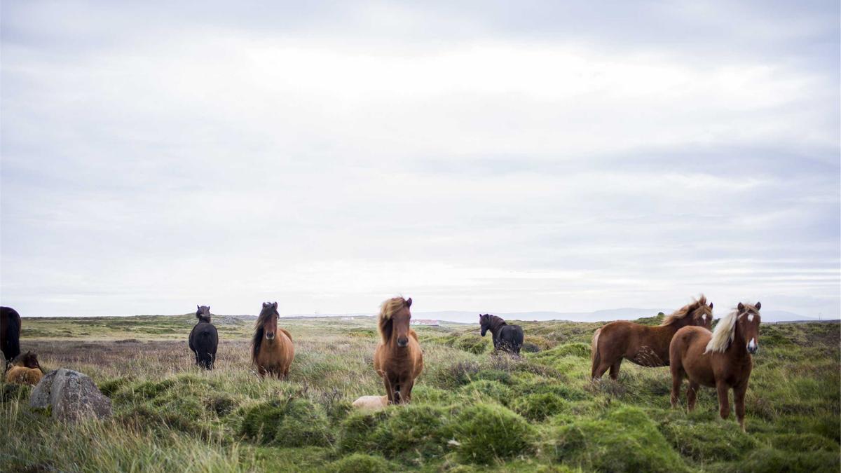 Detailansicht: Markwayne Mullin