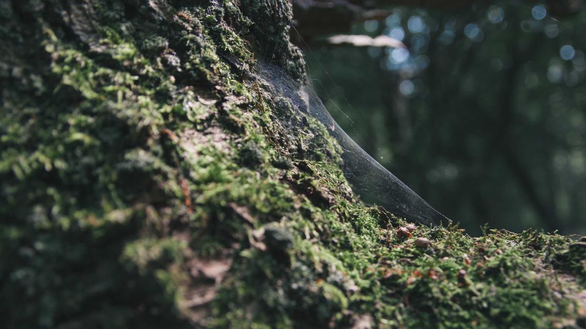 Illustration zu Meningitis Ausbruch