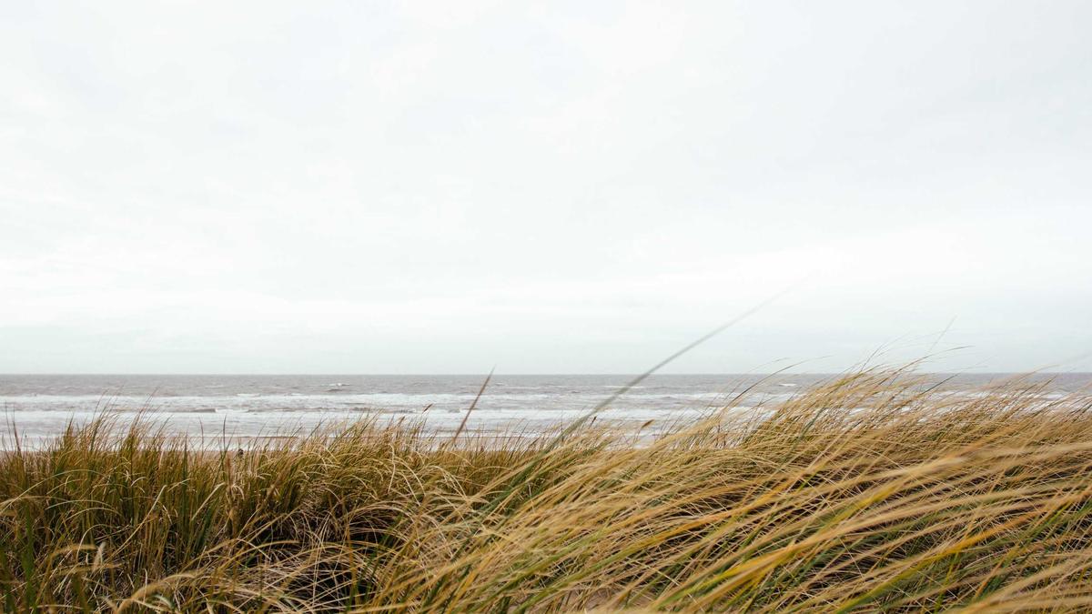 Detailansicht: Pferd Suppenküche