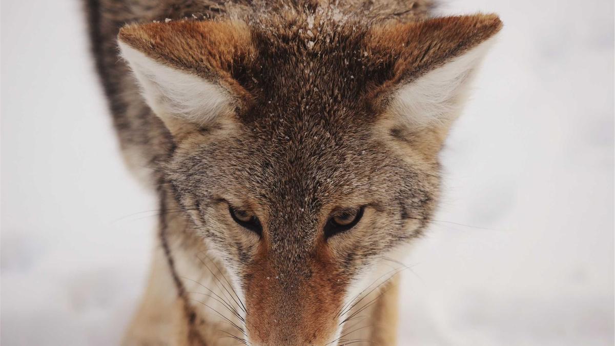 Detailansicht: Priester Mord Geliebte