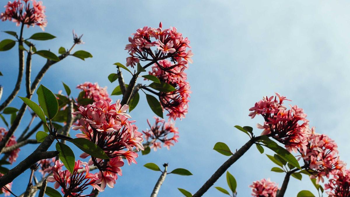 Spurs – Pacers Symbolbild zum Thema Spurs – Pacers