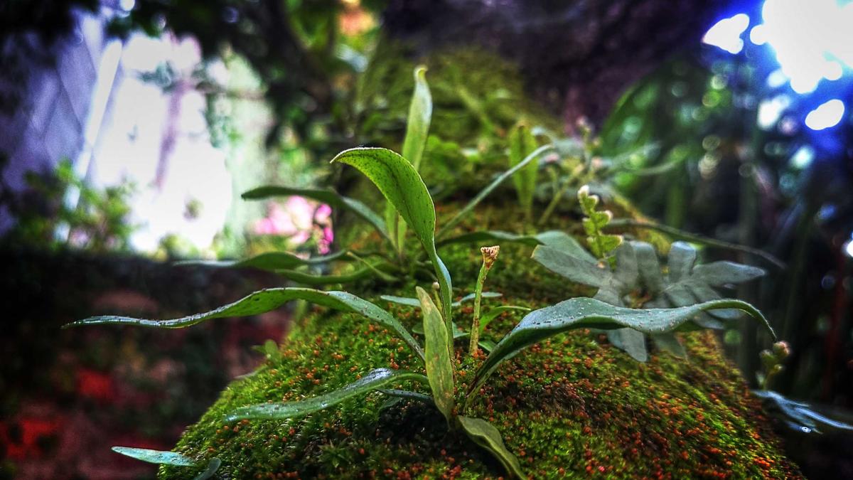 Illustration zu Stromsteuer Senkung