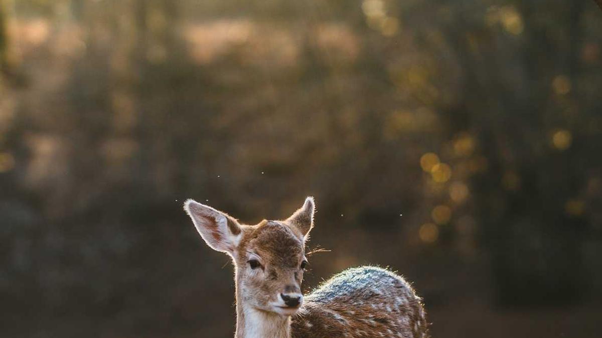 Uss Boxer Detailansicht: Uss Boxer