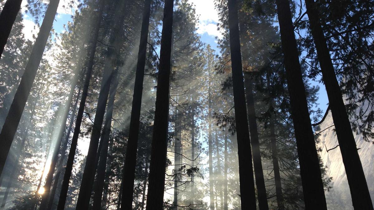 Wahl Rheinland Pfalz Detailansicht: Wahl Rheinland Pfalz