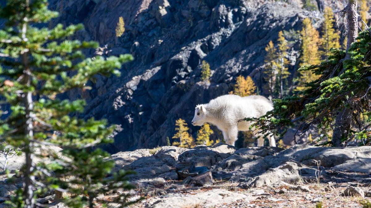 Whitecaps – Toronto FC Illustration zu Whitecaps – Toronto FC