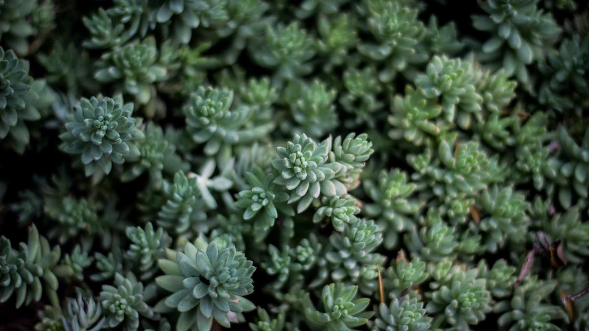 Illustration zu Wöginger Prozess