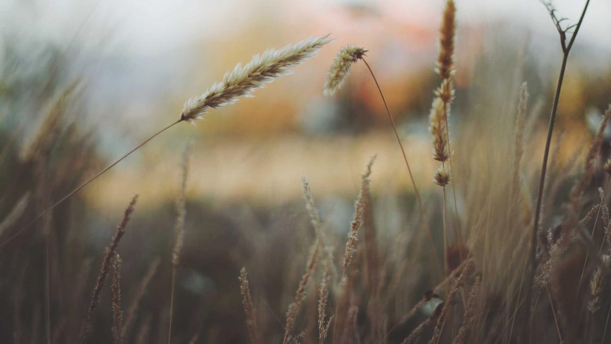 Symbolbild zum Thema World Happiness Report 2026