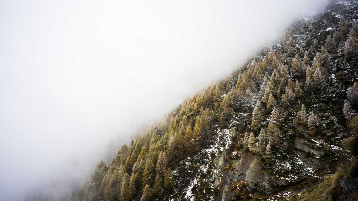 Adler Mannheim Tickets Illustration zu Adler Mannheim Tickets