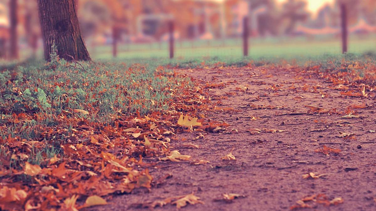 Alphonso Davies Symbolbild zum Thema Alphonso Davies