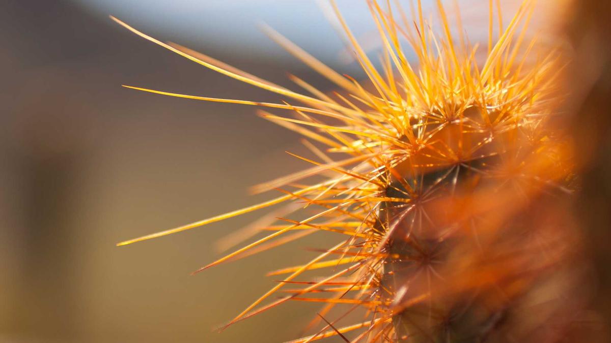 Detailansicht: Barcelona – Celta