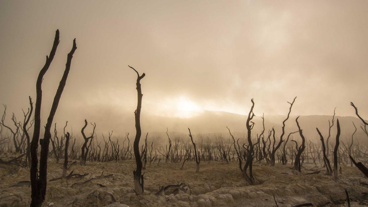 Detailansicht: Marlene Charell