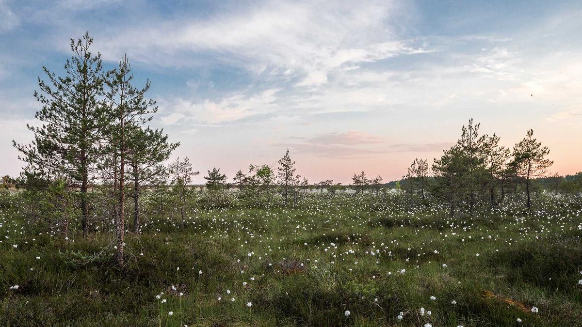 Symbolbild zum Thema Niko Springer