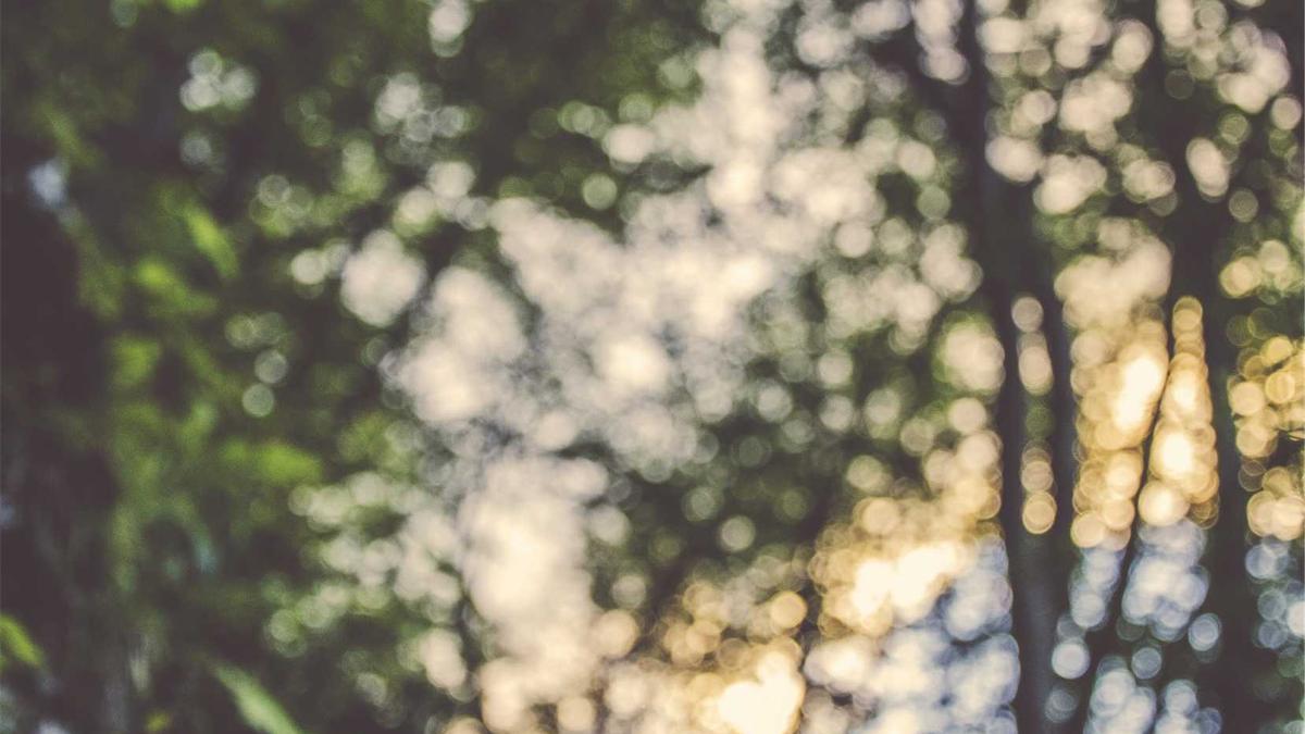 Detailansicht: Peter Filzmaier