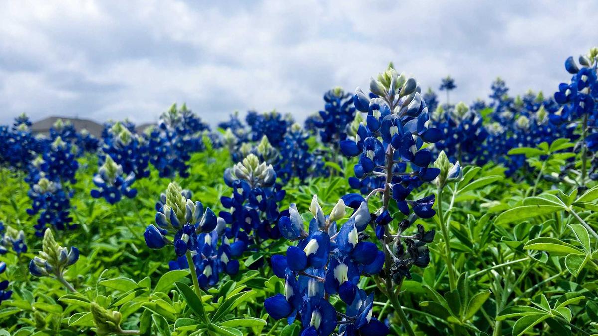 Symbolbild zum Thema Tesla Selbstfahrfunktion Zulassung