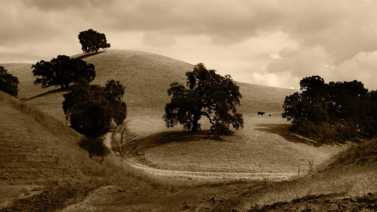 Detailansicht: Vincent Cerutti