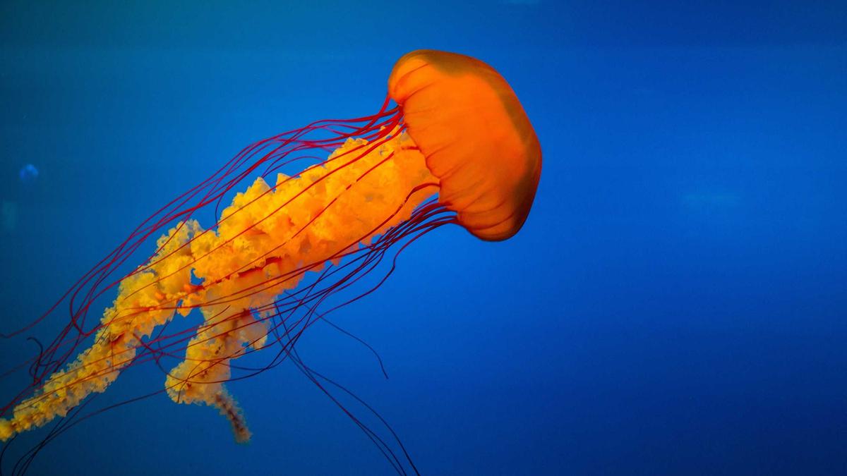 Detailansicht: Signal Phishing Angriff