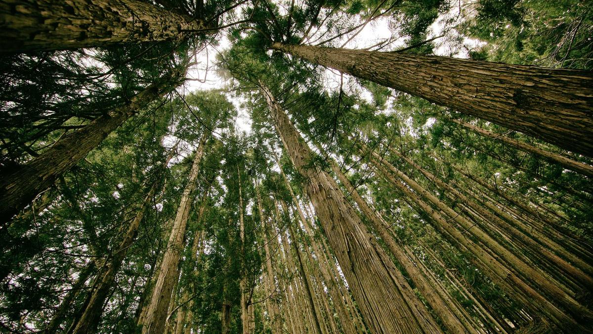 Symbolbild zum Thema Wald Wandel