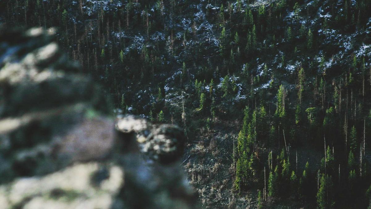 Detailansicht: Wald Wandel